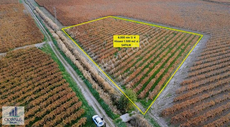 Nuriye De 1.520 M2 Bağ , Yolu Var, Yanında Sulama Kanalı Var