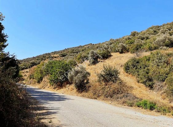 Turpa 360 Dan Yenişehirde Satılık Zeytinlik