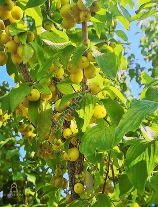 Asfalt Yola Sıfır Satılık Meyve Bahçeli Tarla Isparta Eğirdir