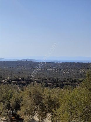 Konum Güzel Zeytinlik