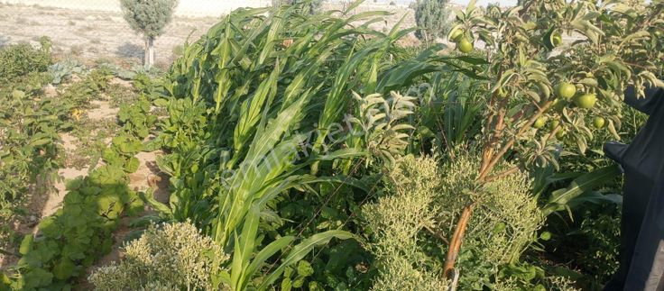 Metin Gönülalan'dan Mükemmel İçinde Bungalov Evi Olan Arsa