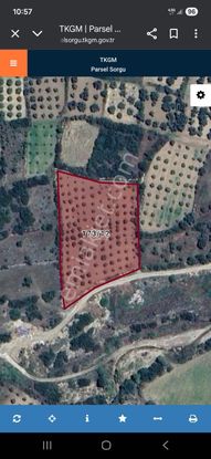 Karacasu Ataeymirde 4.012 M2 Satılık Zeytinlik