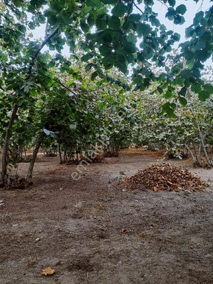 Akyazı Dokurcunda Kelepir Yol Kenari Verimli Satılık Fındıklık
