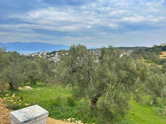 Uytundan Burhaniye Pelitköyde %20 İmarlı 12 Villalık Arsa