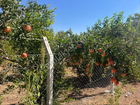 Oğuzeli Aksoy Emlak Etrafı Çevrili 500 Metre Tek Tapu Nar Bahçesi