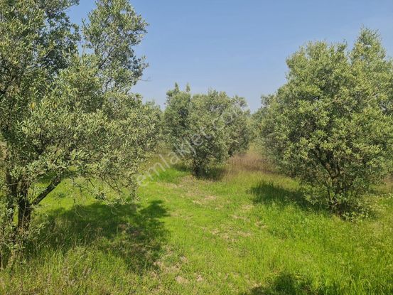 Bursa Mudanya Dedeköy 9300m2 Satılık Tarla