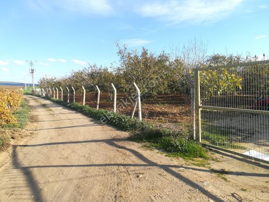 Sahibinden Satılık Verime Yatmış 11 Yaşında Kapama Ceviz Bahçesi