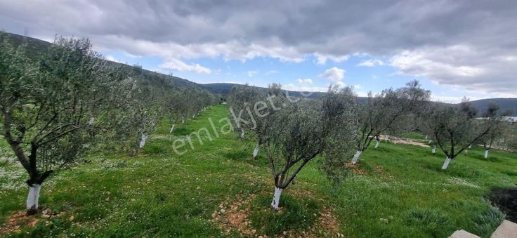 Urla'da İçinde Villa Bulunan Satılık Zeytinlik