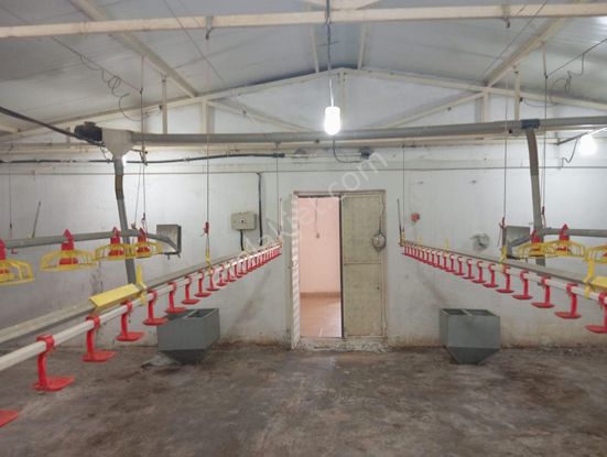 İzmir Tire Akçaşehir De 4600m2 Tarla İçerisinde Tavuk Çiftliği