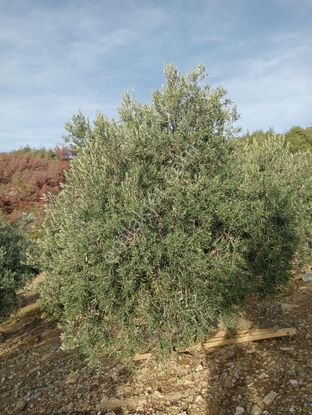 Akhisar Efem Gayrimenkul Durasıl Mh 6 Dönüm Satılık Zeytinlik !!!