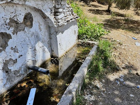 Emir Yapıdan Acil Satılık Zeytinlik