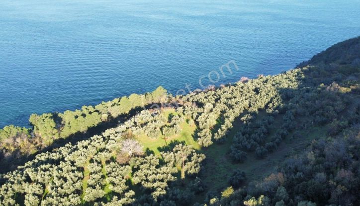 Turyap Çiftlikköyden Esenköyde 2 Dönüm Satılık Hisseli Tarla