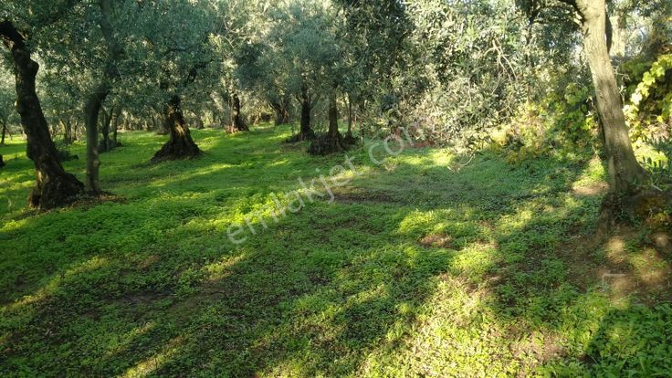 Bursa Orhangazi Yeniköy De Zeytinlik