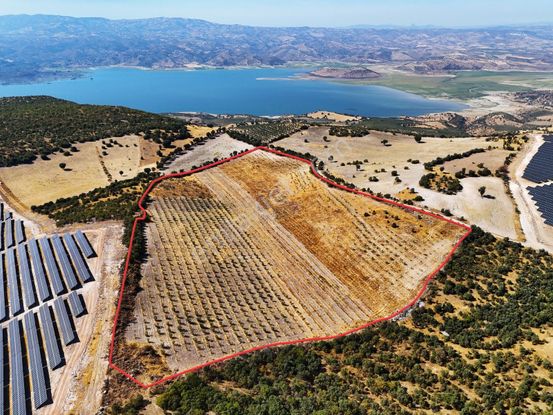 Salihli Hacıköseli De Satılık 65 Dönüm Zeytinlik (video)