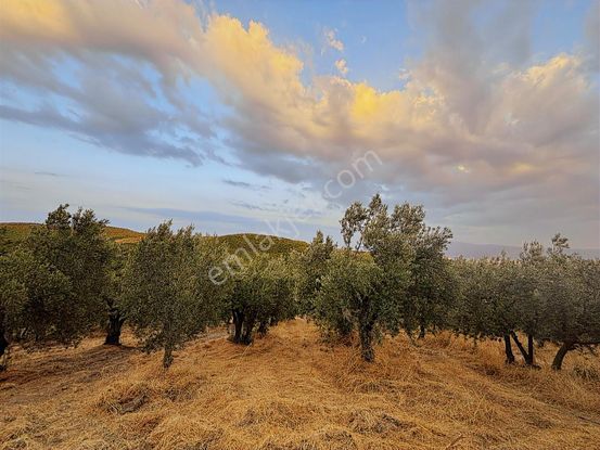 Rw Land Gayrimenkul Çağrışan 1/1000lik Planda Villa İmarlı Arazi