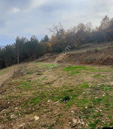 Rw Land Gayrimenkul'den Gemlik Fındıcakta Hobi Bahçesi