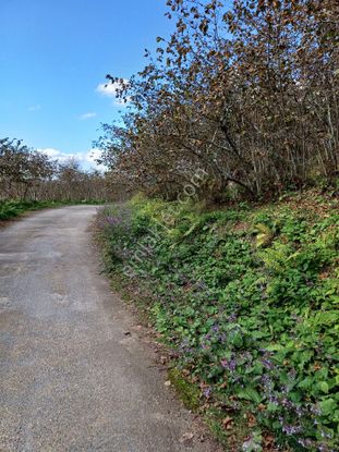 Sahibinden Giresun Görele'de Müstakil Tapulu Ana Yola Cephe 1.658 M2 Fındık Bahçesi.