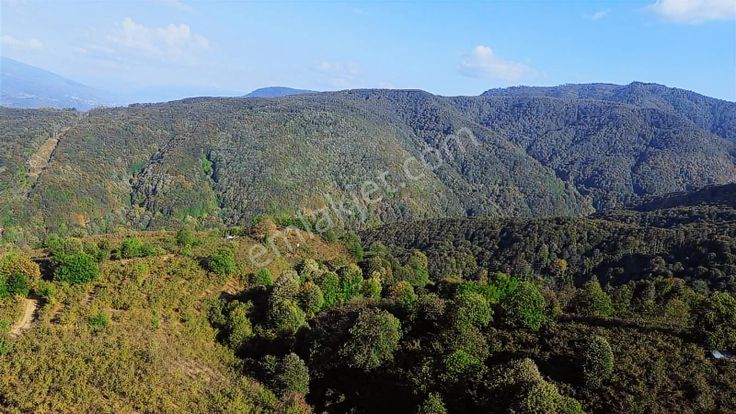 Yön Group'tan Ahmedı'ye De Satılık Fındık Bahçesi