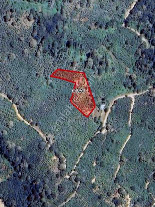 Yön Group'tan Ahmediye'de Satılık Fındıklık