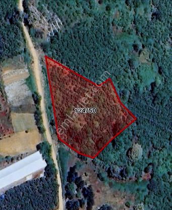 Yön Group'tan Ahmediye'te Satılık 5285m2 Fındık Bahçesi