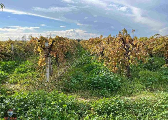 Menemen Çavuşköy’de Çanakkale Asfaltı Yakını 8.100 M2 Satılık Bağ
