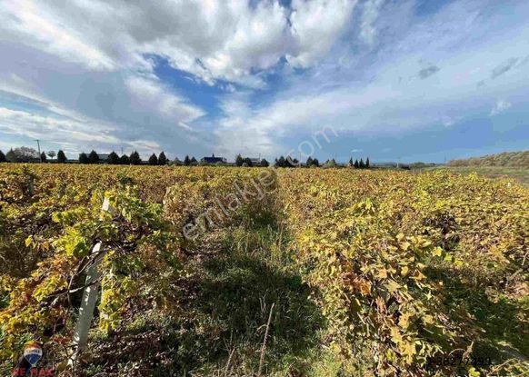 Menemen Çavuşköy’de Çanakkale Asfaltı Yanı 6.500 M2 Satılık Bağ