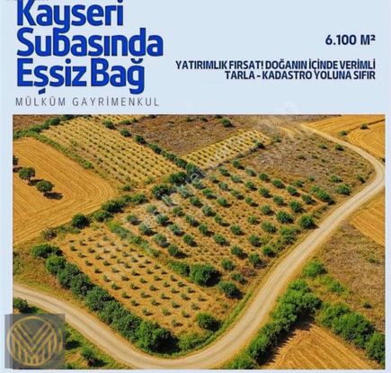 Subaşı'da 6100 M2 Fırsat Bağ