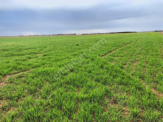 ️ Satılık 42.000 M² Tek Parça Tarla Merkeze Yakın, Su Kuyulu
