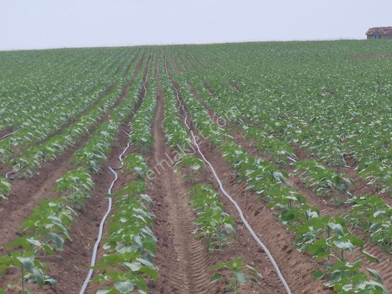 Verimli Toprak, Güçlü Konum! Merkeze Yakın Satılık Büyük Tarla