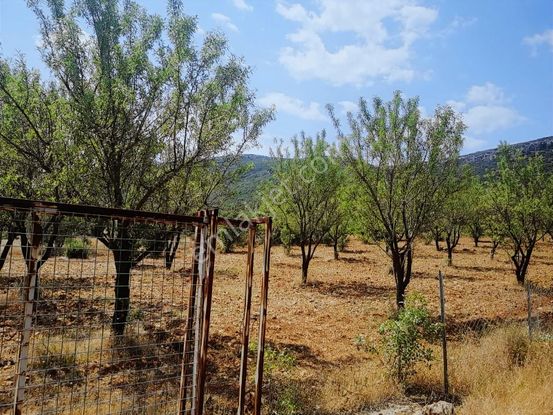 Fırsat Tavas Horasanlı'da 2264 M2 Tarla