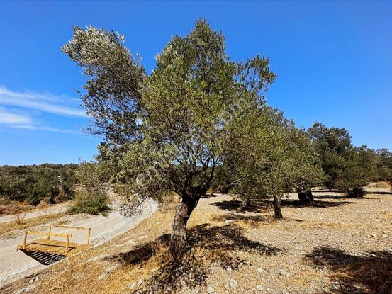 Sancak'tan Ayvalık G.kemalpaşa Mah. 1.390 M2 Yolu Olan Zeytinlik