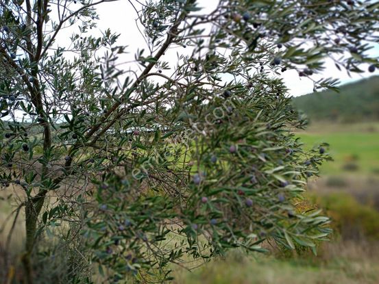 Balıkesir Burhaniye Hisar Mh Satılık Zeytinlik