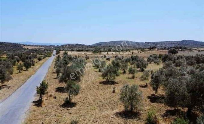 Yol Kenarı Harika Konumda Zeytinlik
