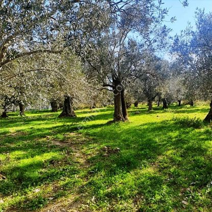 Sancak Emlak'tan İmar Dibi Harika Zeytinlik