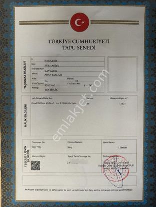 Sancak'tan Burhaniye Yaylacıkta Fırsat Satılık Zeytinlik