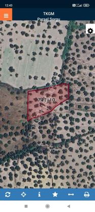 Ayvalık Gazikemalpaşa'da 3. 456 M2 Satılık Zeytinlik