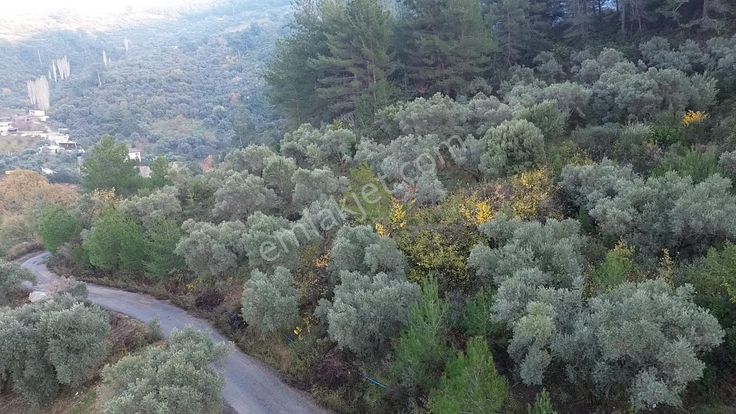 Aşağı Kızılcada 3.105 M² Yola Cepheli Müstakil Zeytinli Tarla!