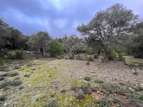 İmroz Emlak'tan Şirinköye Yakın 2.697 M2 Zeytinlik