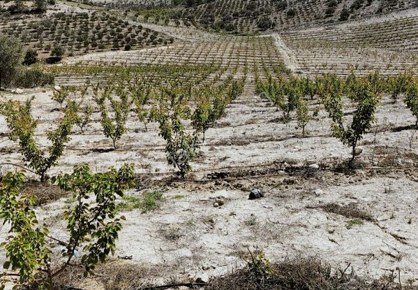 New Form'dan Mut Haydarköy Mahallesi'nde 35779 M2 Satılık Bahçe