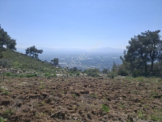 Bayındır Söğütören Mahallesinde Satılık Kiraz Bahçesi