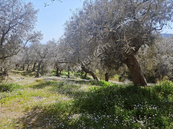 Bayındır Kızılcaova Mahallesinde Satılık Zeytinlik
