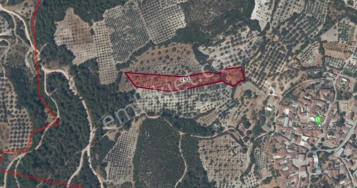 Akhisar Sabancılar'da Satılık Zeytinli Tarla 8.250 M2