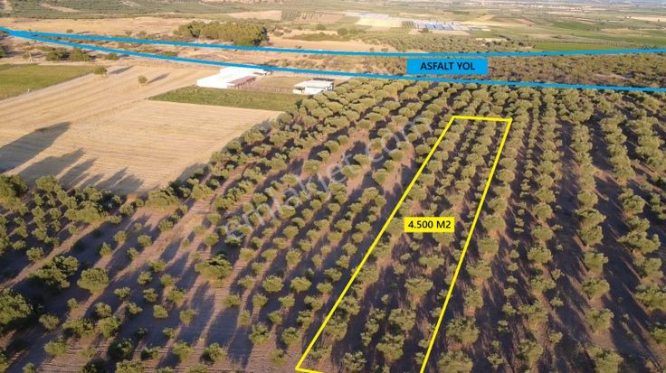 Manisa Halıtlı Da 4.500 M2 Tarla , 110 Adet Ağaç , Asfalta Yakın