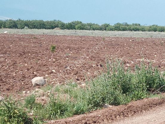 Akçadağ Dedeköyde Sulama Kanlının Yanında Satılık 18 Dönüm Sulu Tarla-bahçe