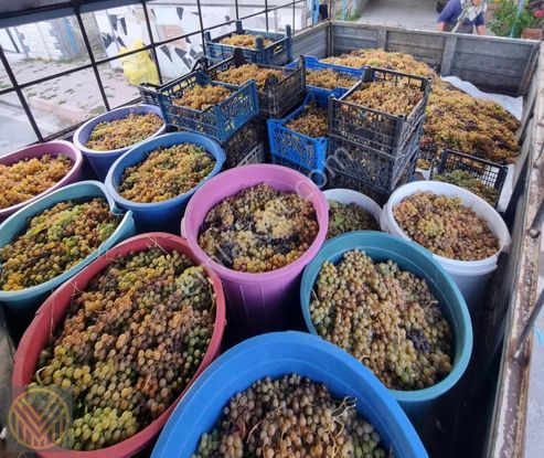 Felahiye De Satılık Üzüm Bağı