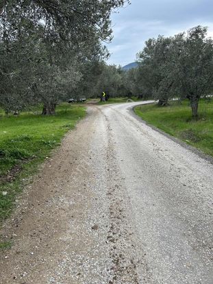 Bahadınlıda Satılık Zeytinlik