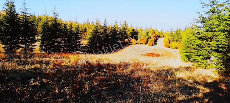 Gölbaşı Karaalide Etrafı Çamlarla Çevrili 5668 M2 Satılık Tarla