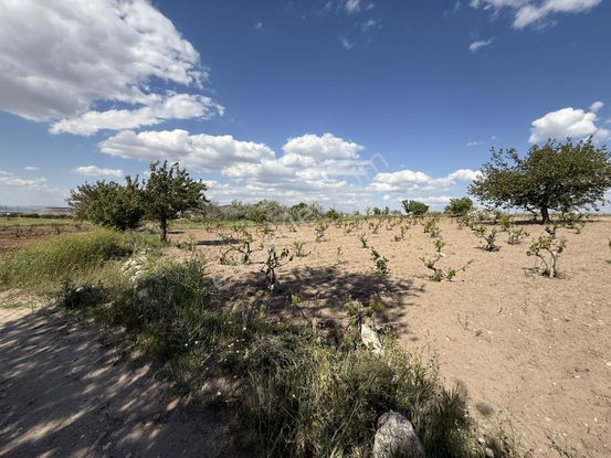 İncesu Süksün Cumhuriyet Tek Tapu Cephe Satılık 1533 M² Bağ