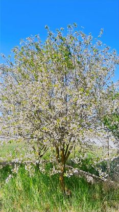 Yazlık'çıların Gözdesi Döşemealtı Badem Ağacı Fırsat Arsa!!!