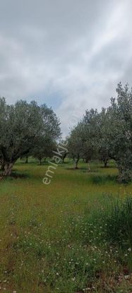 Saruhanlı B.belen Mah. 1.720 M² Tek Tapu Zeytinlik